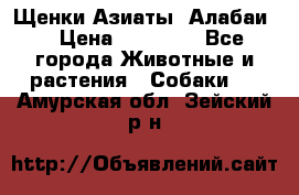 Щенки Азиаты (Алабаи) › Цена ­ 20 000 - Все города Животные и растения » Собаки   . Амурская обл.,Зейский р-н